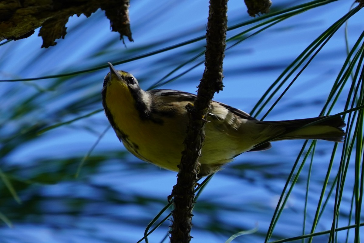 Yellow-throated Warbler - ML643649413