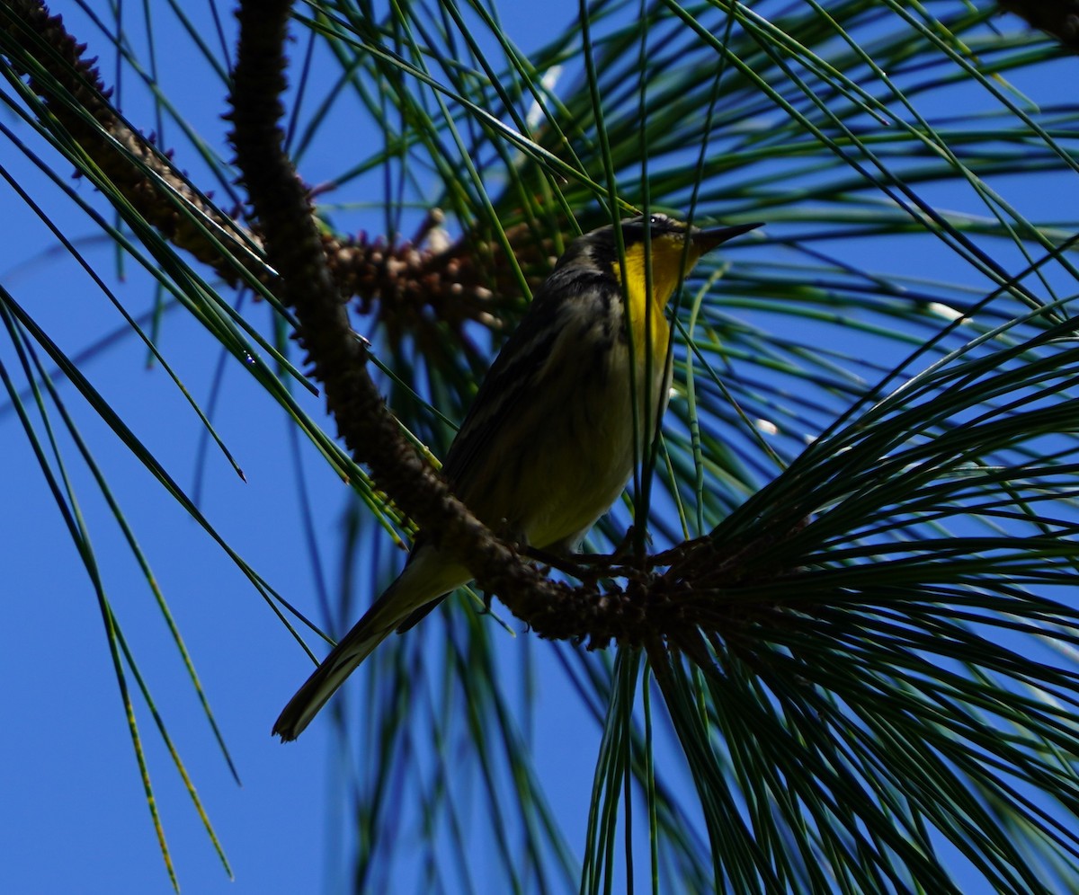 Yellow-throated Warbler - ML643649414