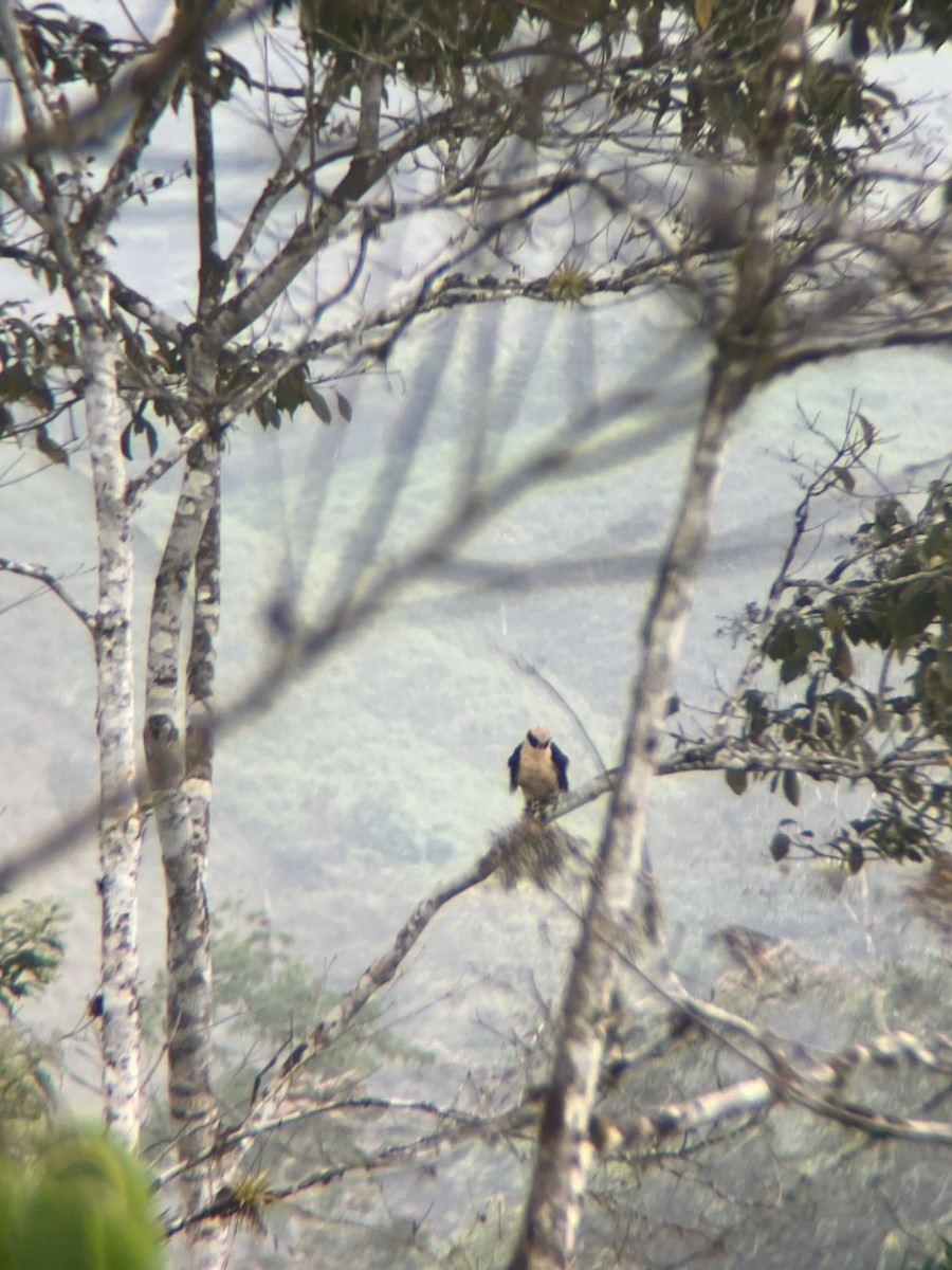 Laughing Falcon - ML643649422