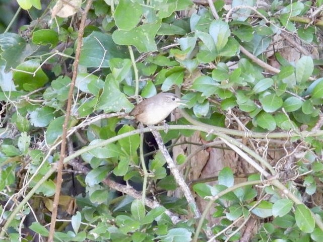 Northern House Wren - ML643649423