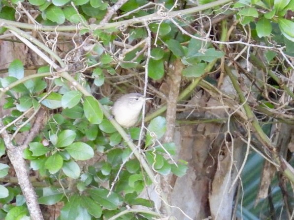 Northern House Wren - ML643649424