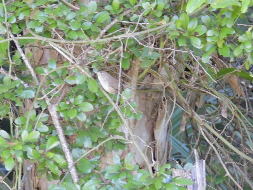 Northern House Wren - ML643649425