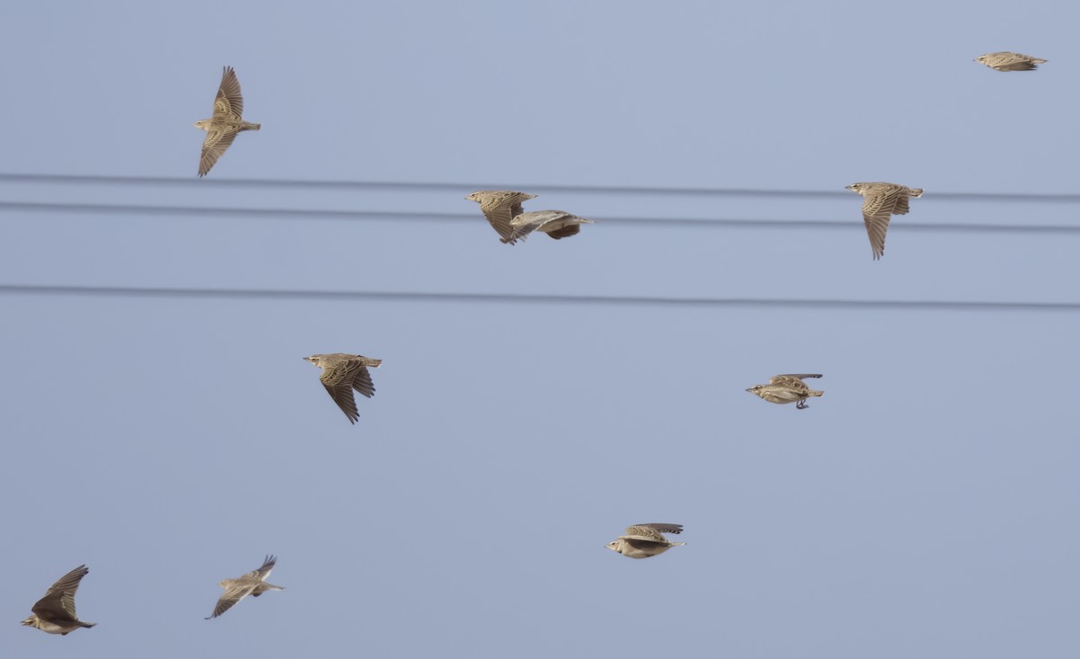 Alouette monticole - ML643649426