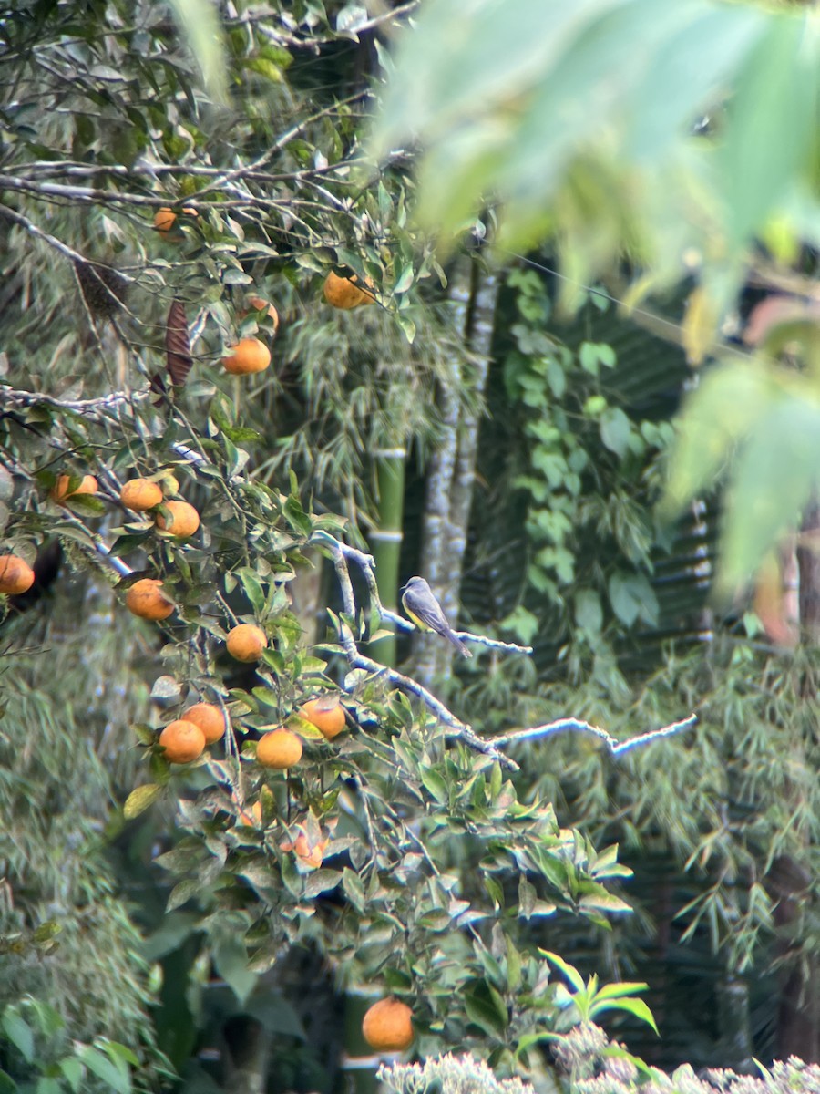 Tropical Kingbird - ML643649436