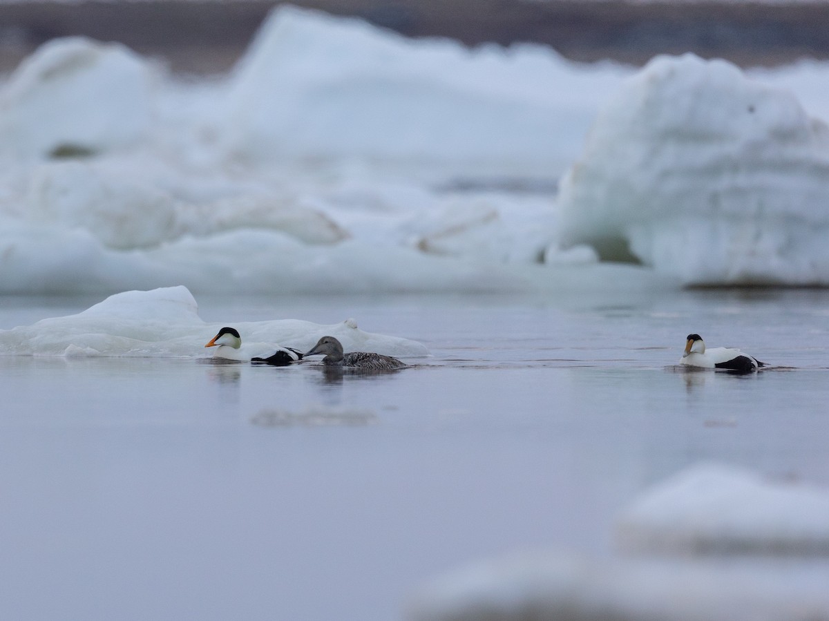 Common Eider (Pacific) - ML643649448