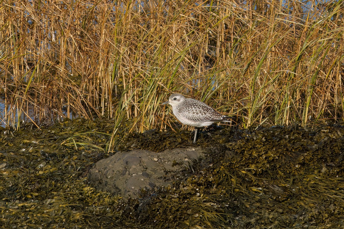 Black-bellied Plover - ML643649462