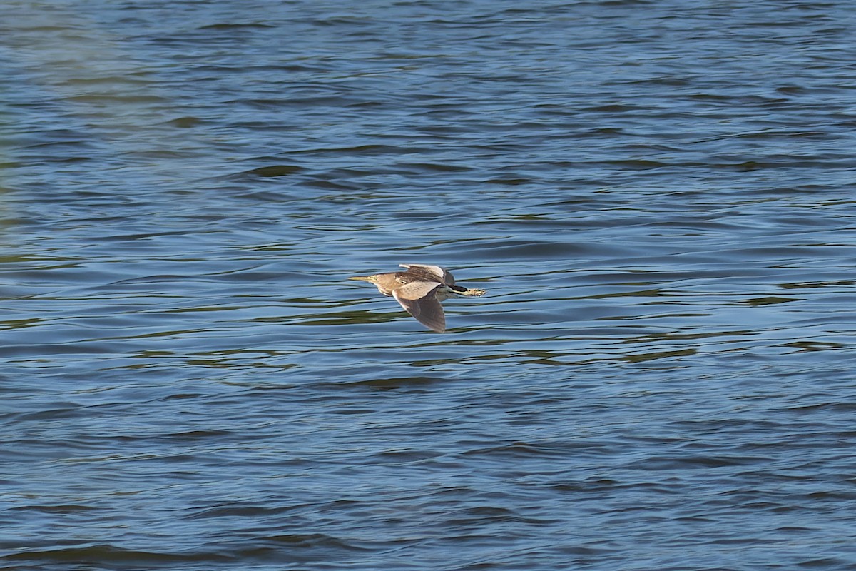 Little Bittern - ML643649472
