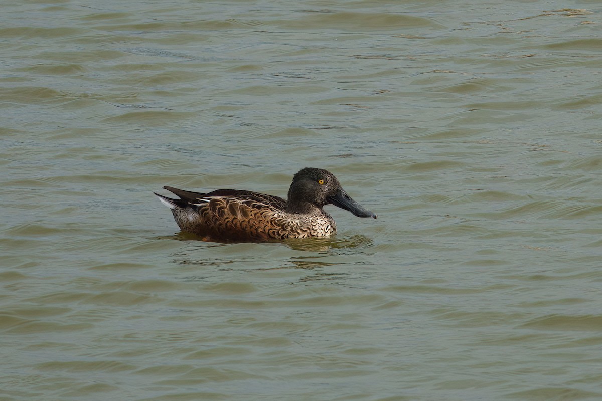 Northern Shoveler - ML643649485