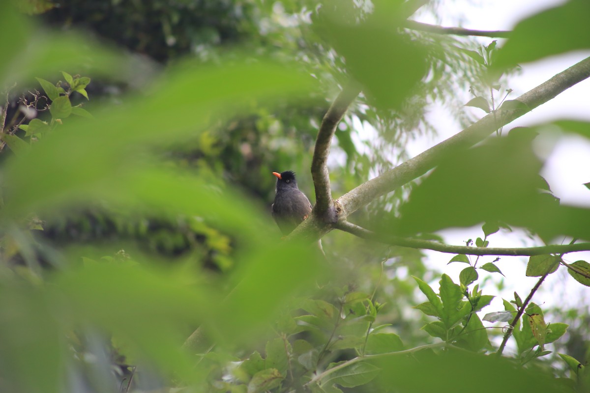 Reunion Bulbul - ML643649486