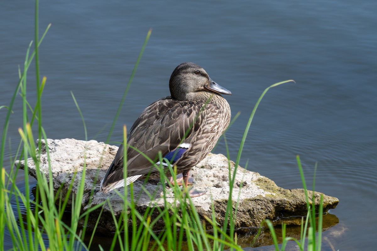 Mallard - ML643649488