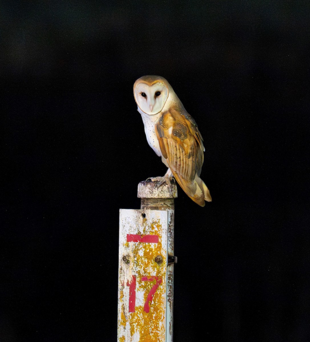American Barn Owl - ML643649494