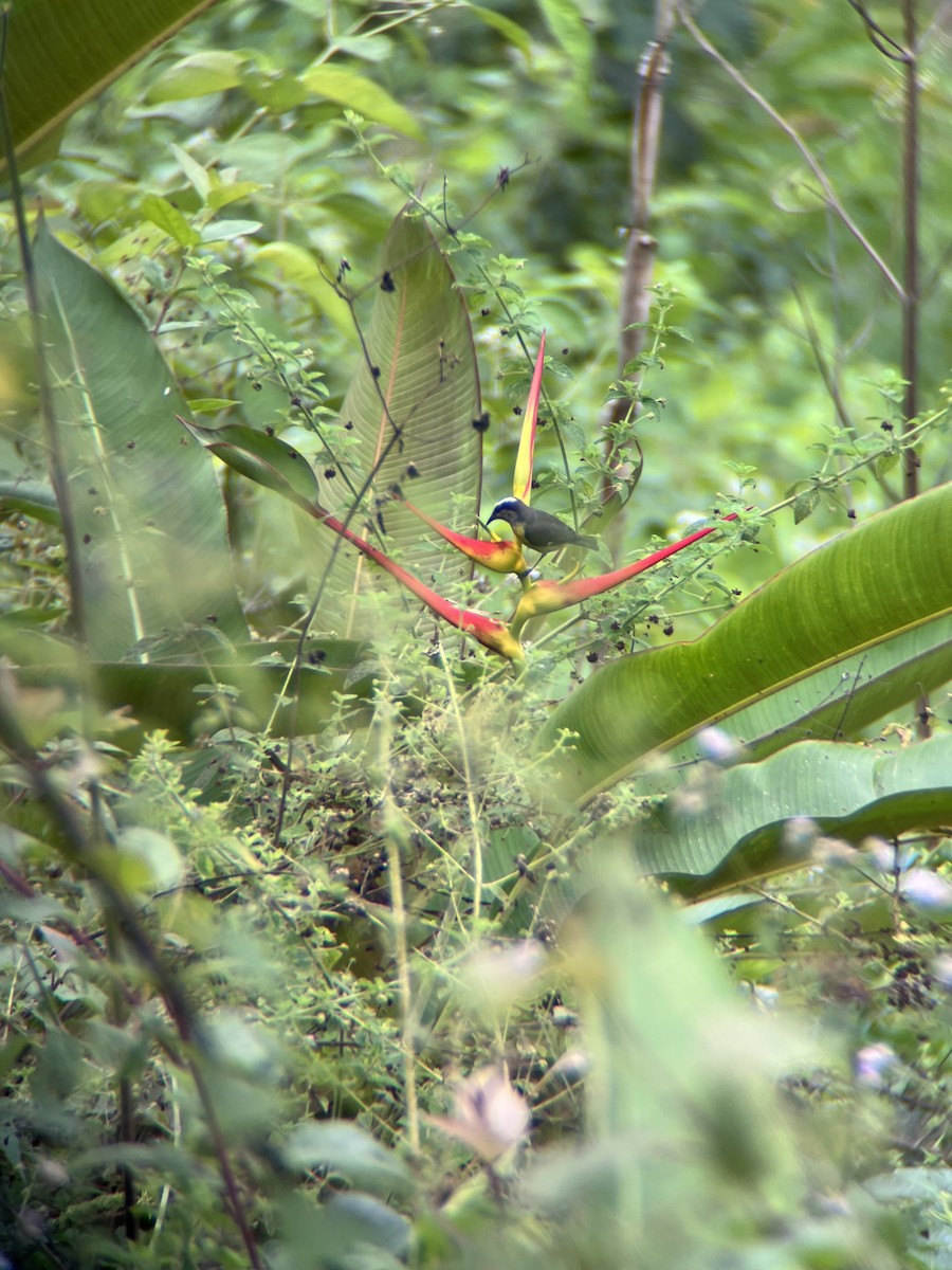 Bananaquit - ML643649499