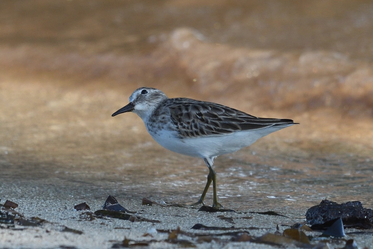Least Sandpiper - ML643649501