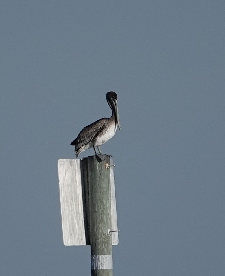 Brown Pelican - ML643649503