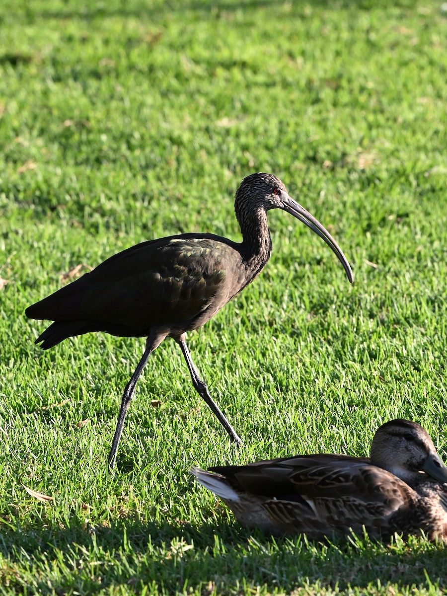 ibis americký - ML643649522