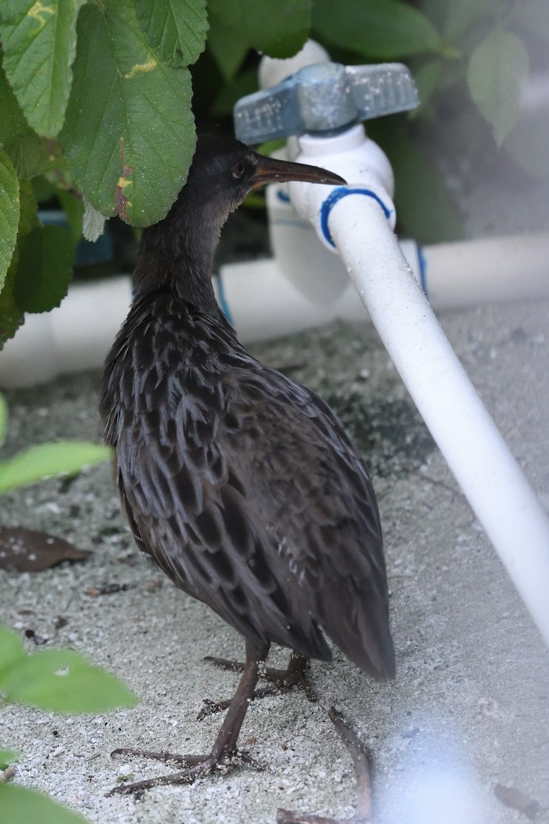 Clapper Rail - ML643649531