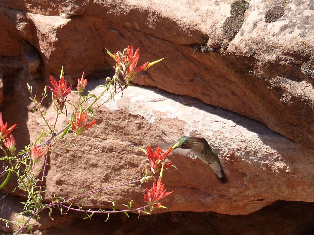 Broad-tailed Hummingbird - ML643649534