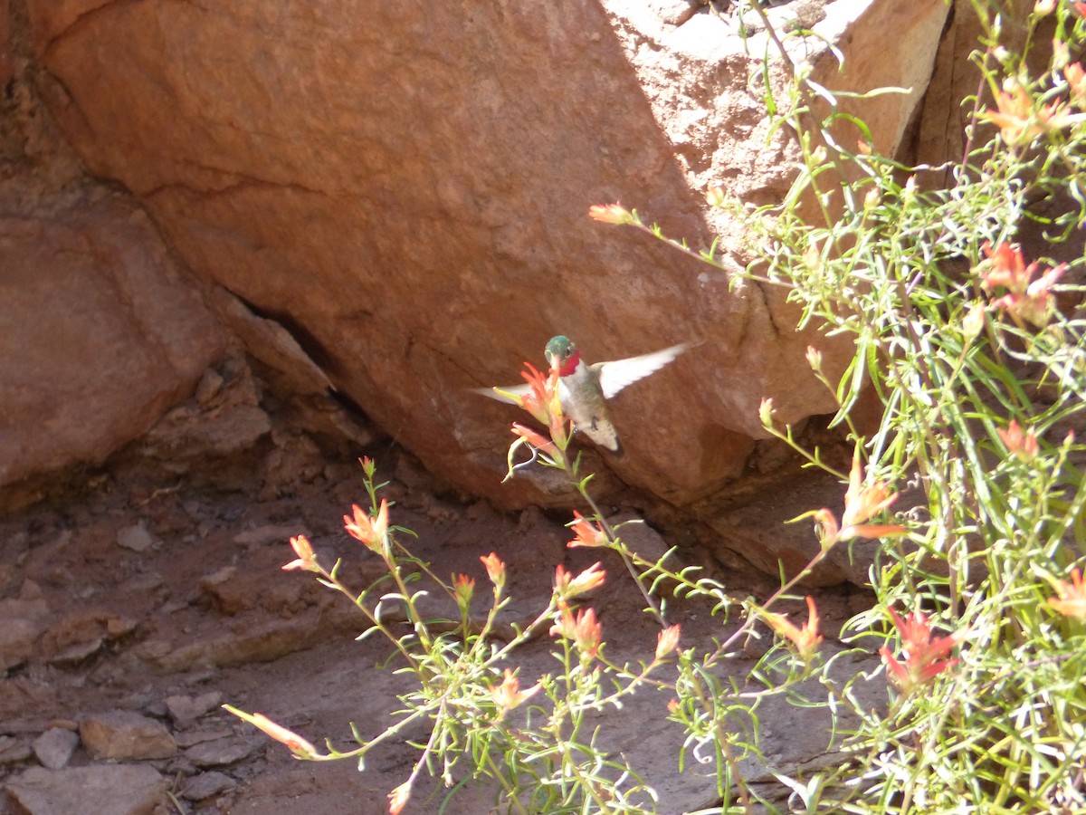 Broad-tailed Hummingbird - ML643649535