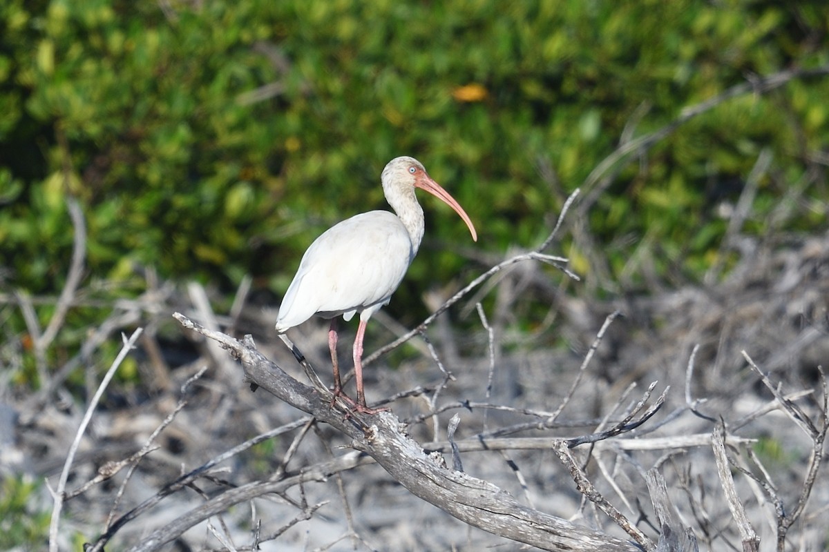 White Ibis - ML643649539