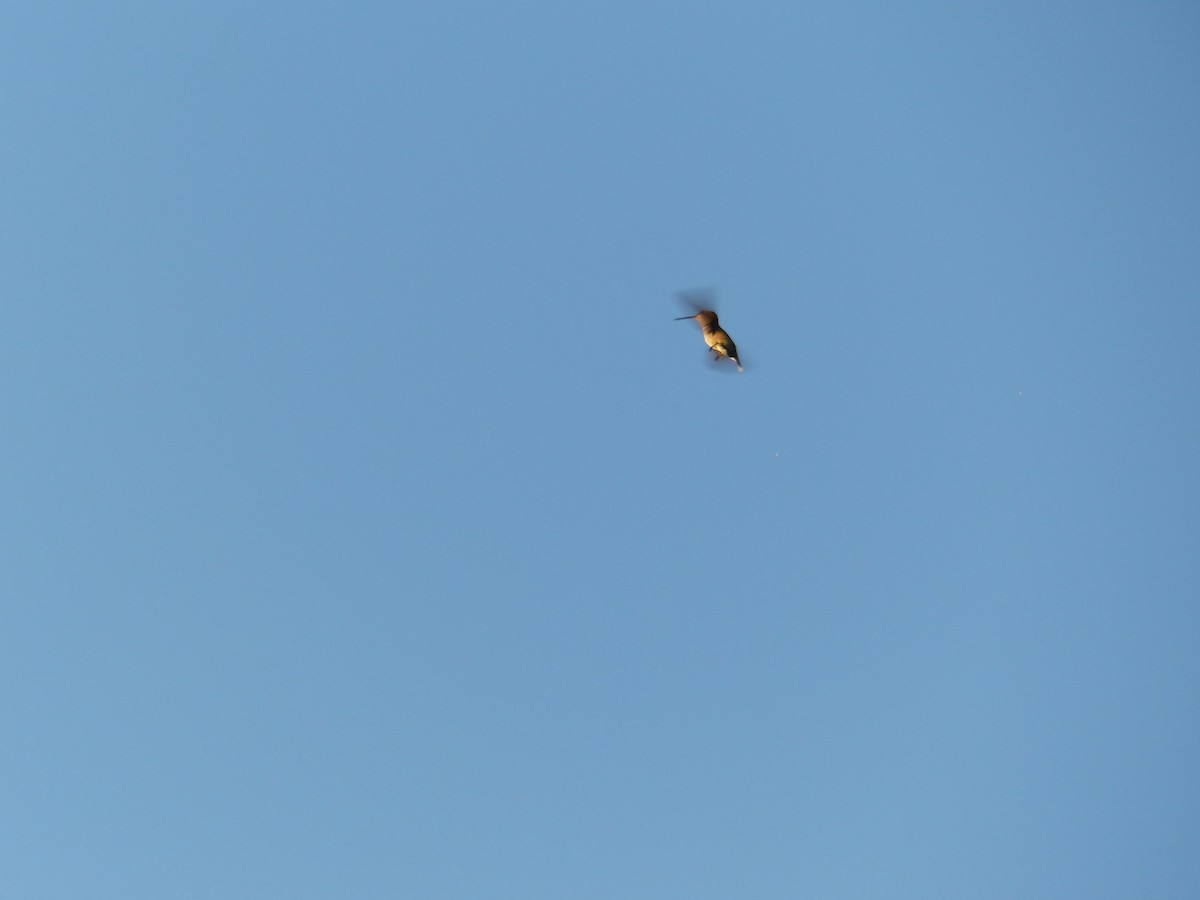 Rufous Hummingbird - ML643649544