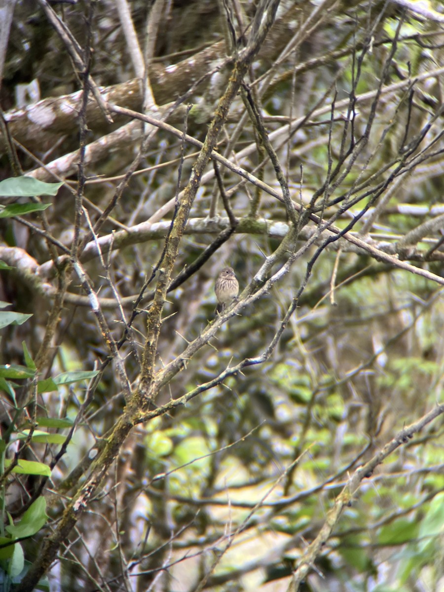 Blue-black Grassquit - ML643649545