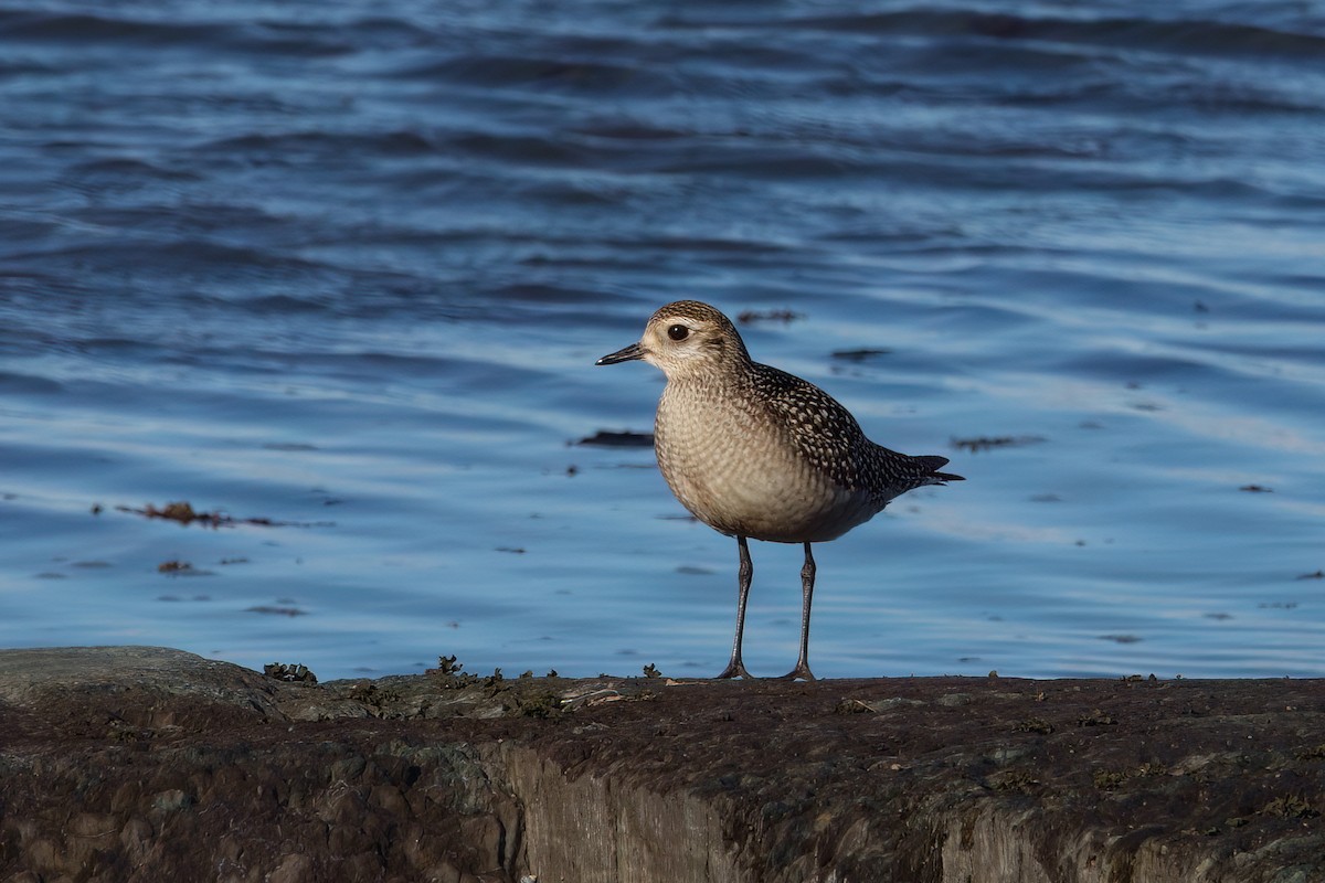 American Golden-Plover - ML643649550