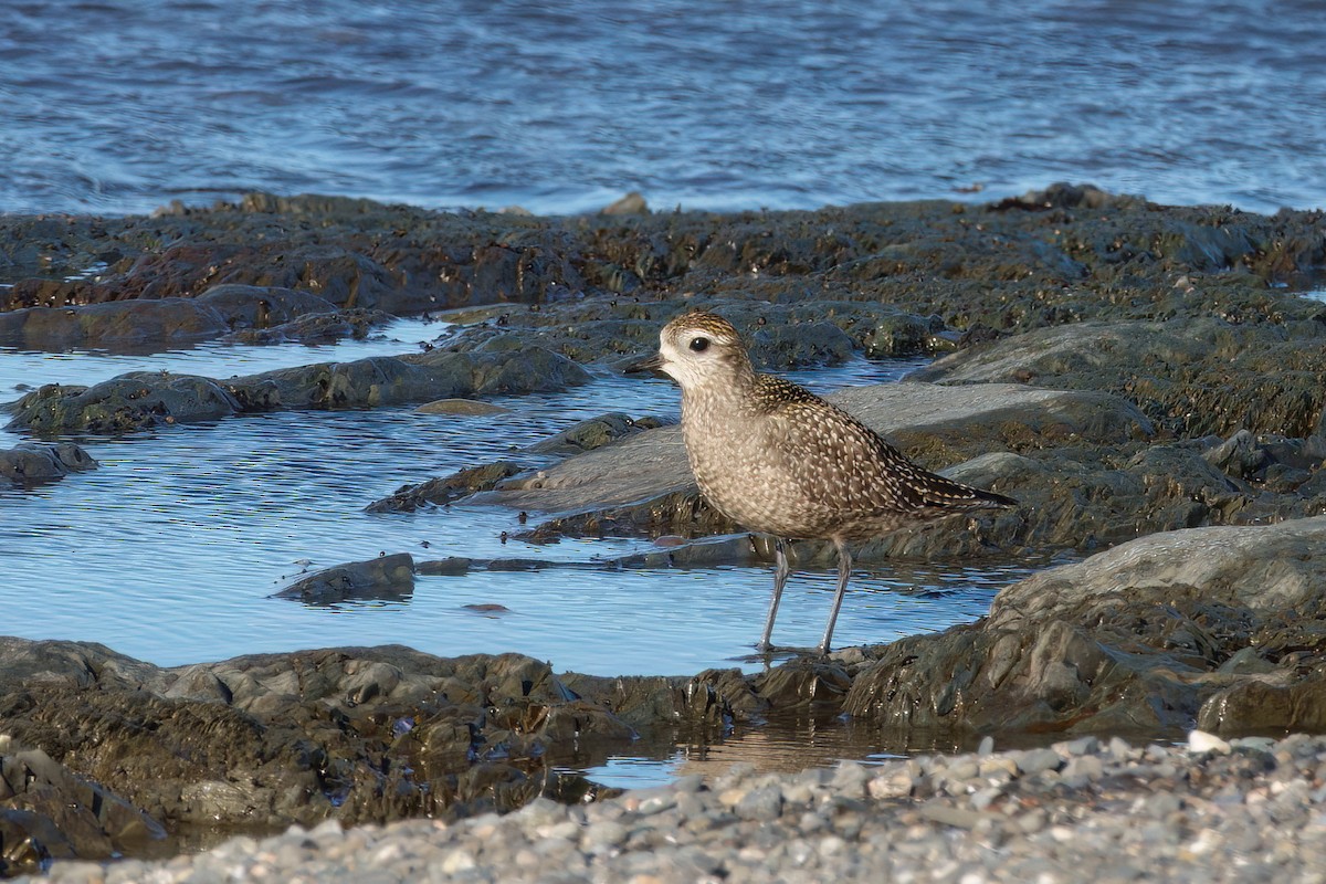 American Golden-Plover - ML643649551