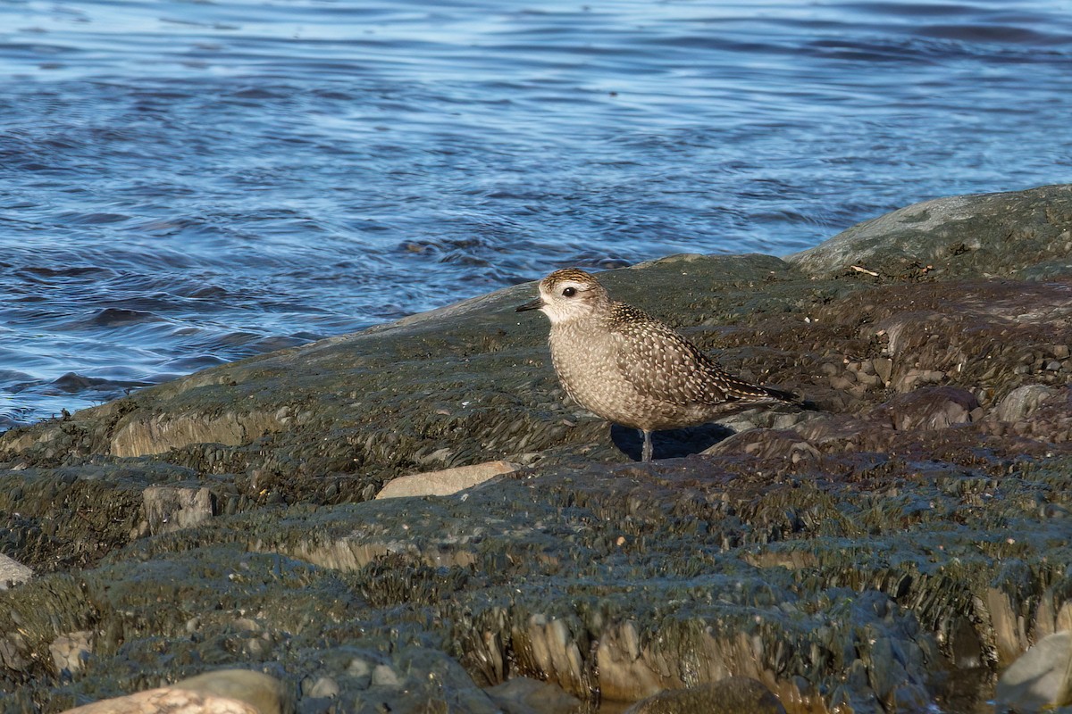 American Golden-Plover - ML643649552