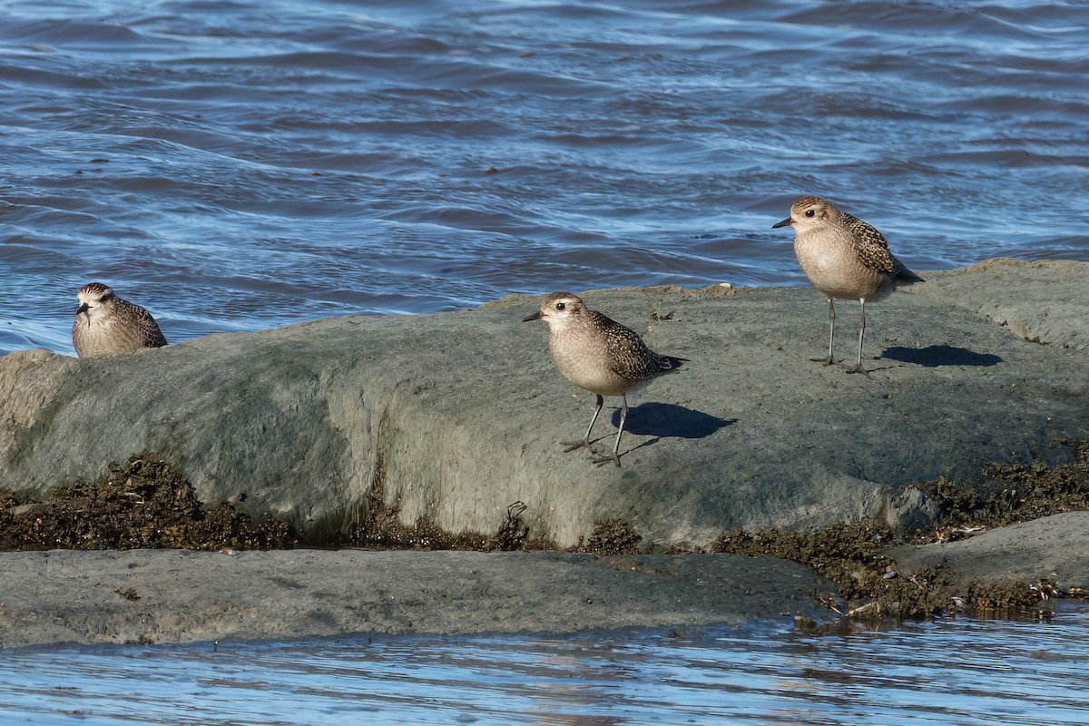 American Golden-Plover - ML643649553