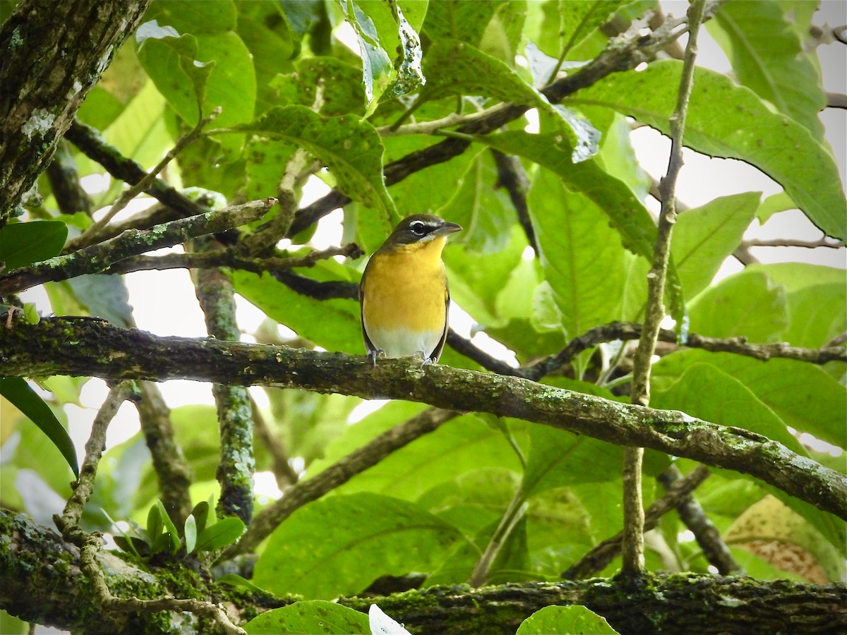 Yellow-breasted Chat - ML643649556