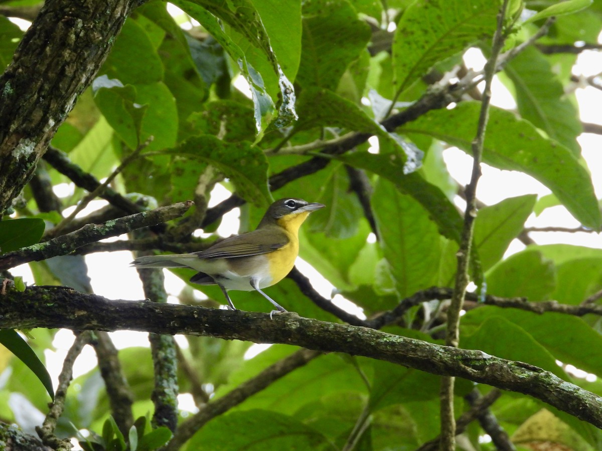 Yellow-breasted Chat - ML643649557