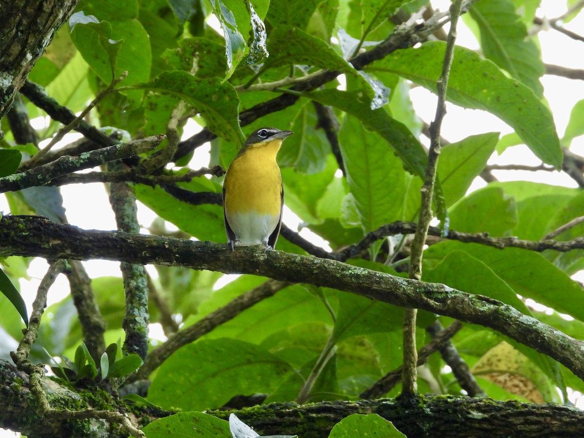 Yellow-breasted Chat - ML643649558