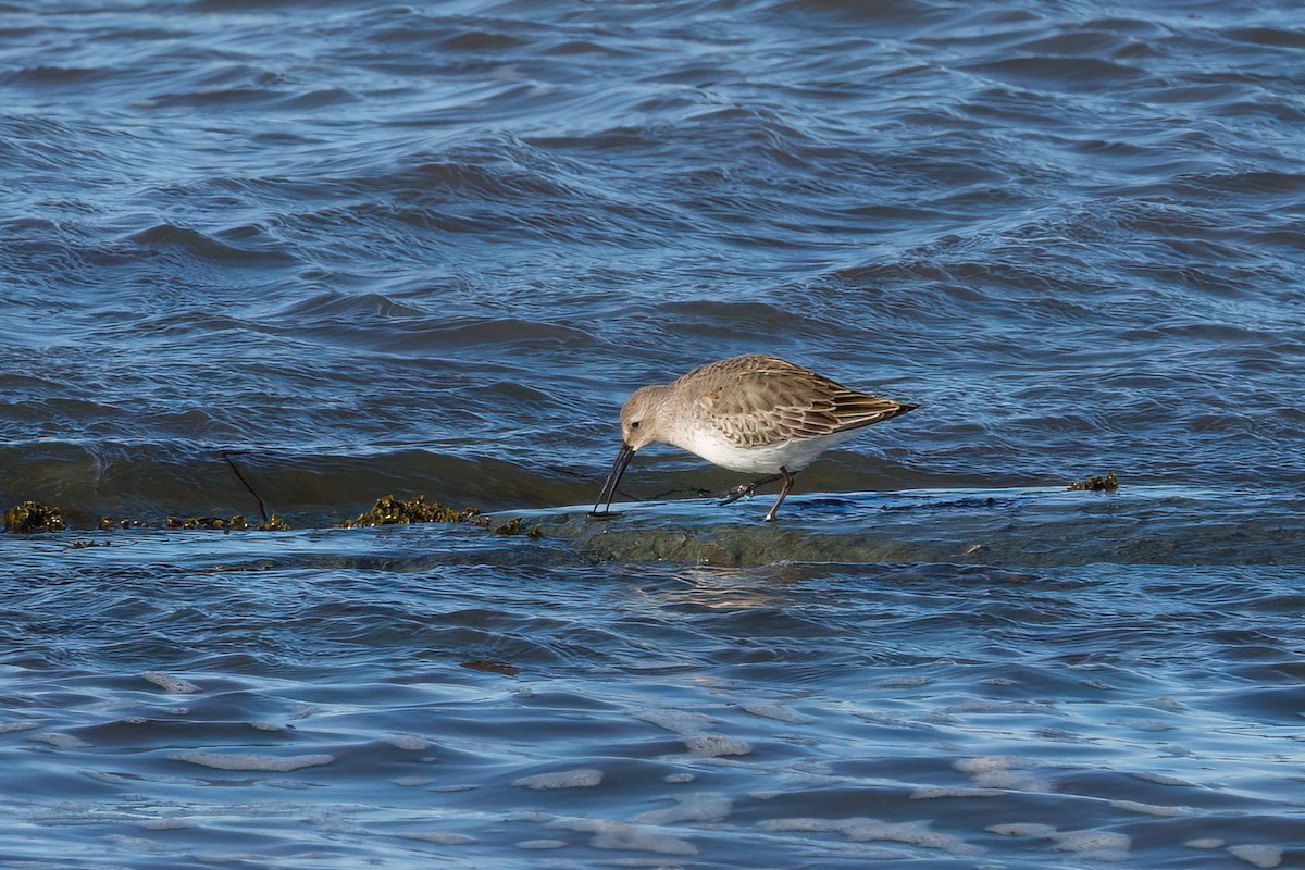 Dunlin - ML643649559