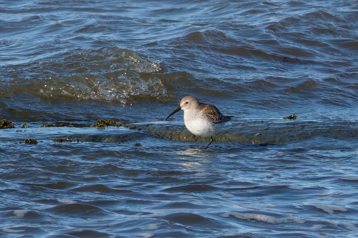 Dunlin - ML643649560