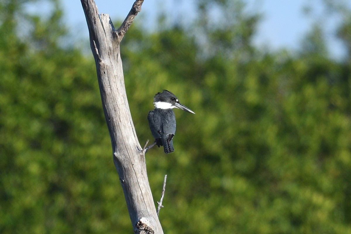 Belted Kingfisher - ML643649562