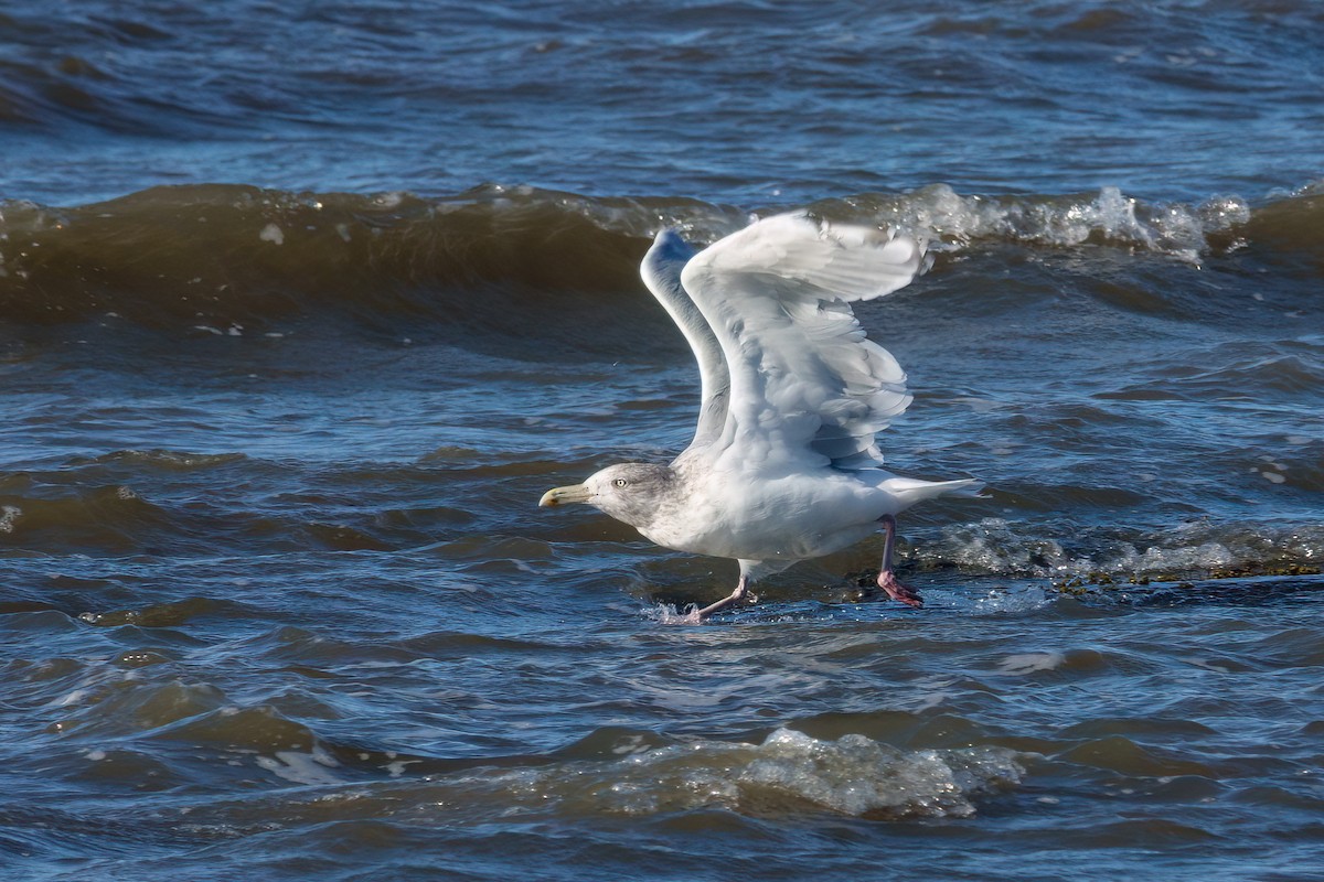 American Herring Gull - ML643649564