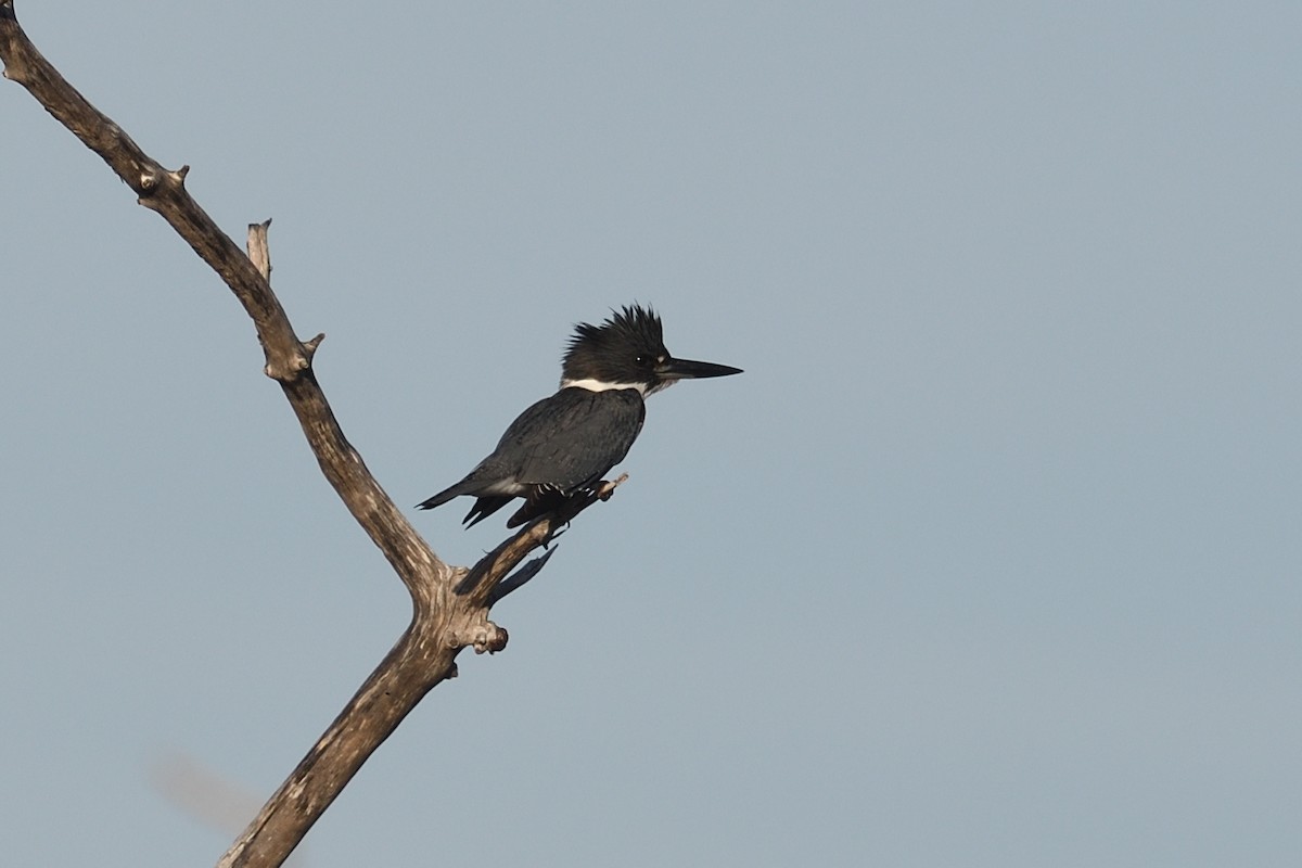 Belted Kingfisher - ML643649565