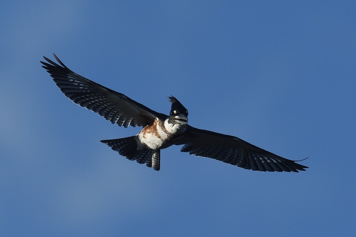 Belted Kingfisher - ML643649567