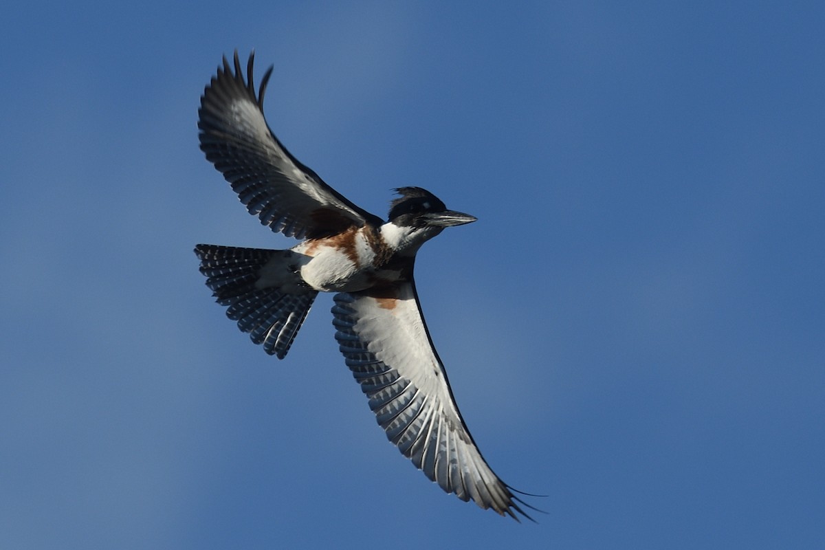 Belted Kingfisher - ML643649568
