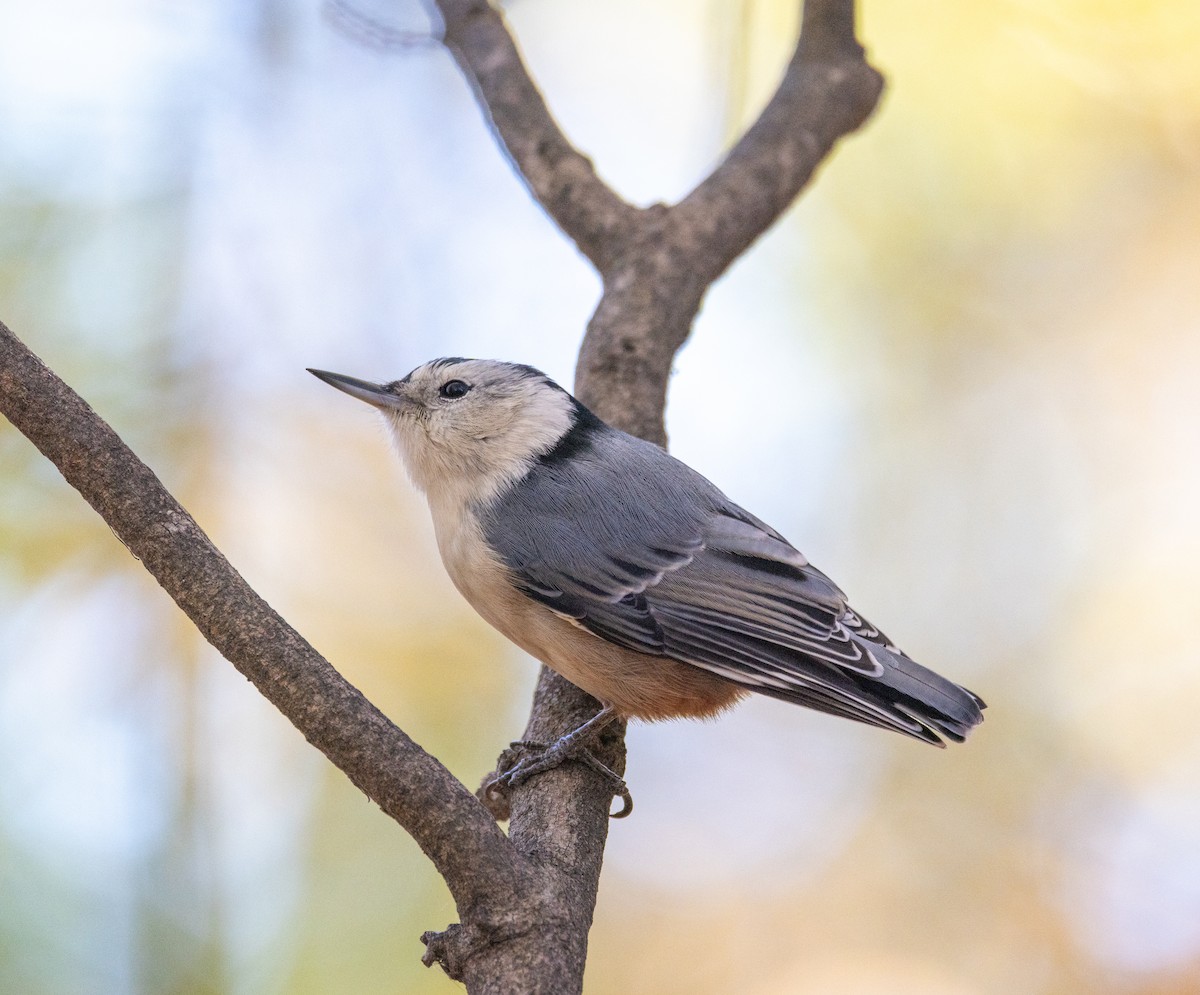 White-breasted Nuthatch - ML643649571