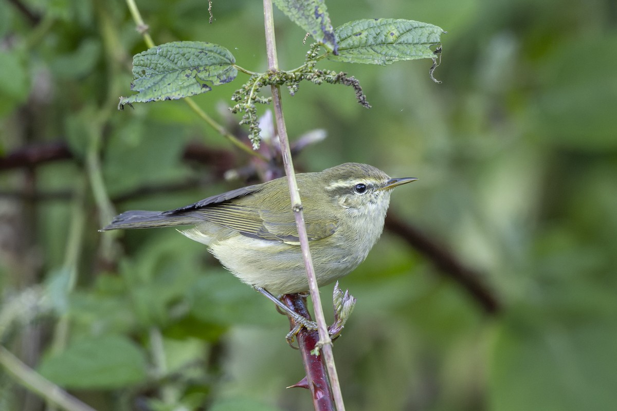 Tytler's Leaf Warbler - ML643649573