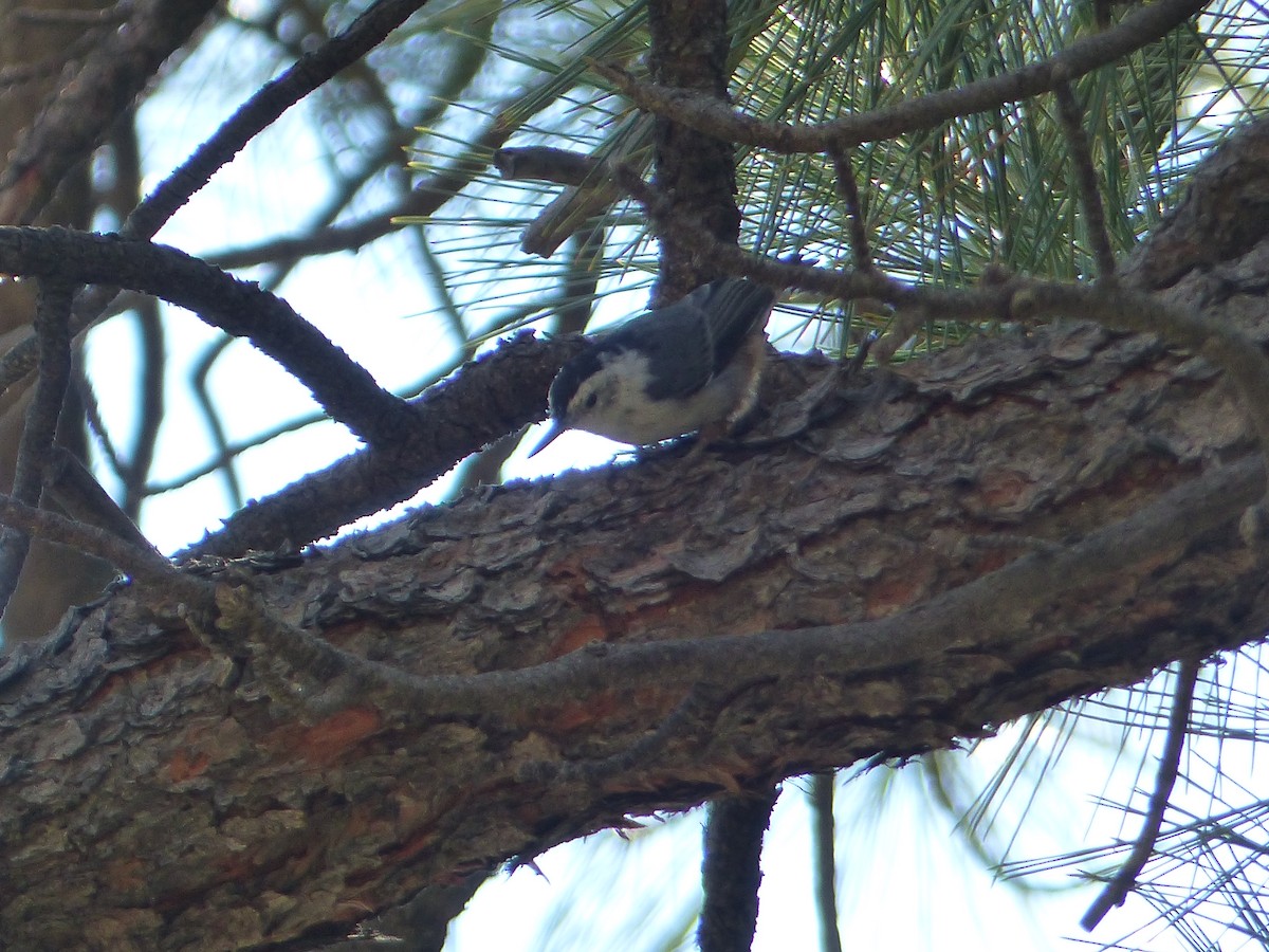 White-breasted Nuthatch - ML643649575