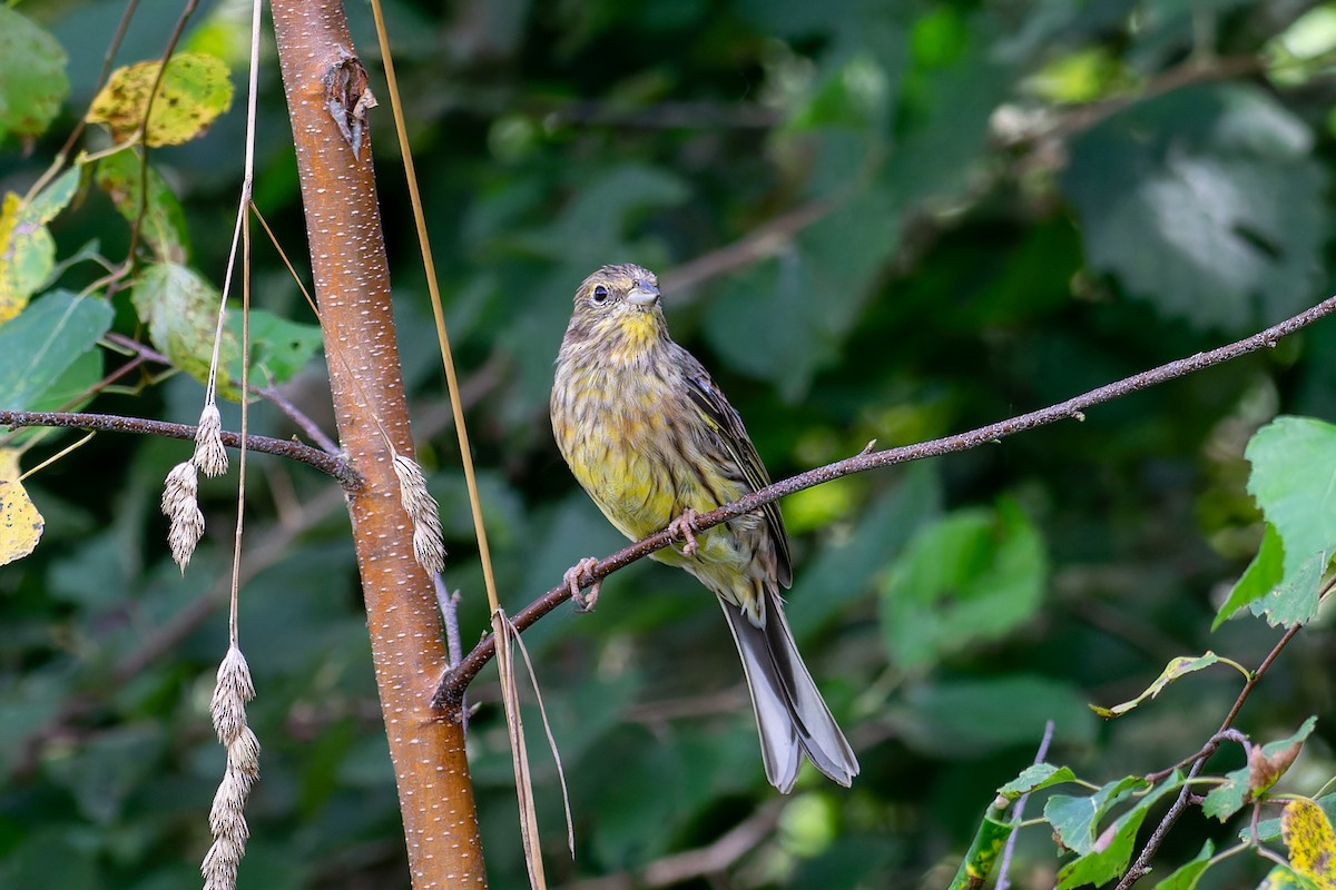 Yellowhammer - ML643649577