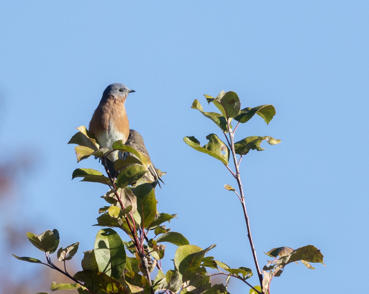 Eastern Bluebird - ML643649579