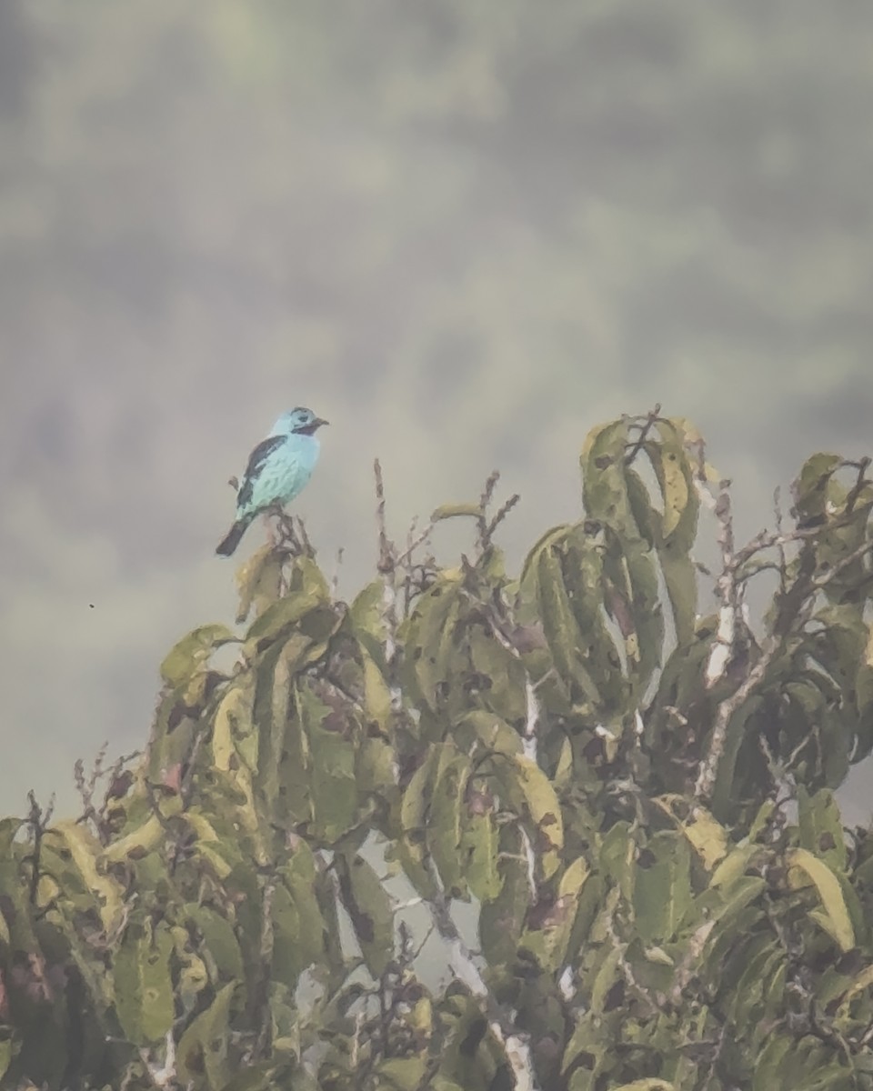 Spangled Cotinga - ML643649580