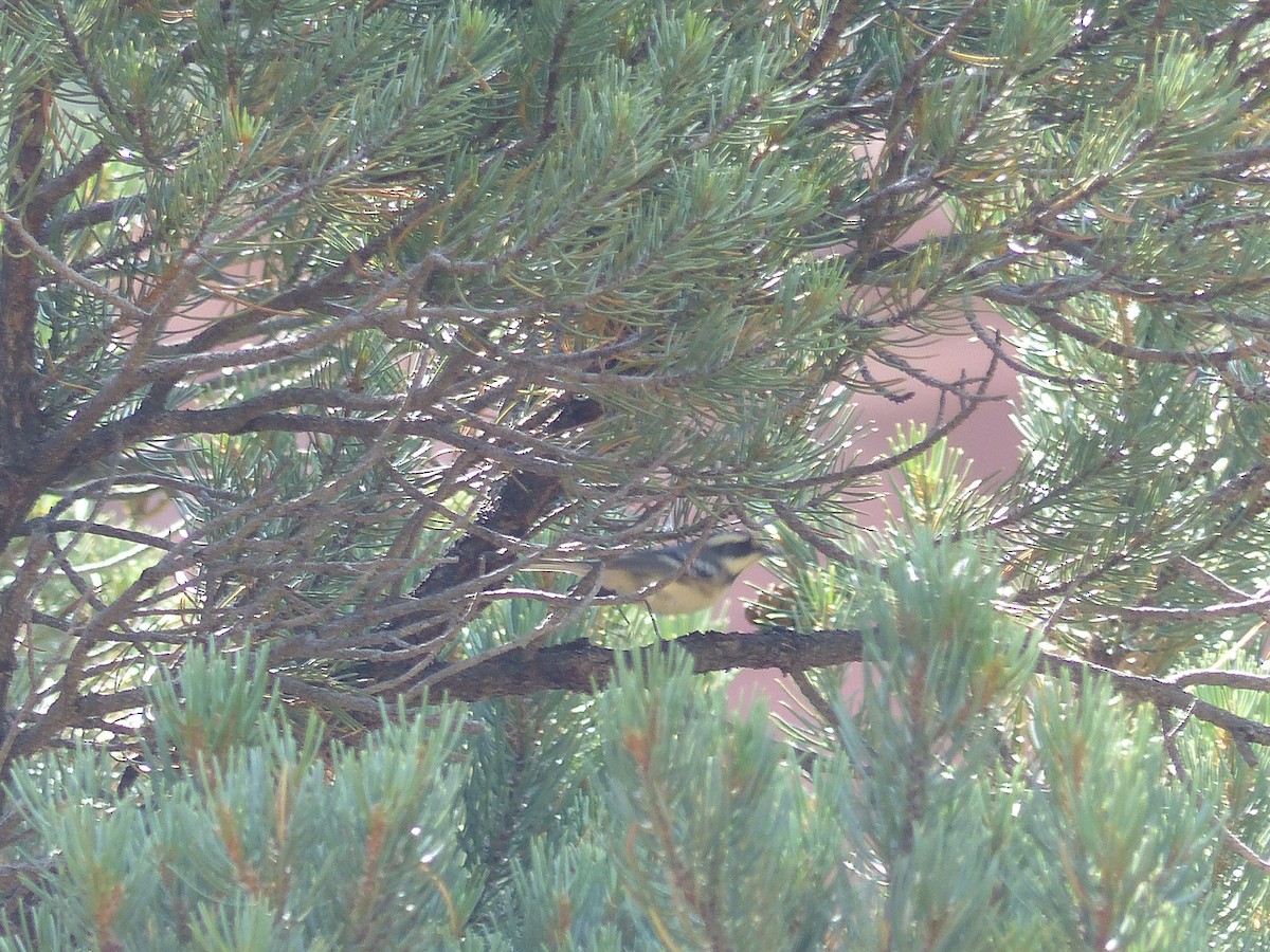Townsend's Warbler - ML643649587