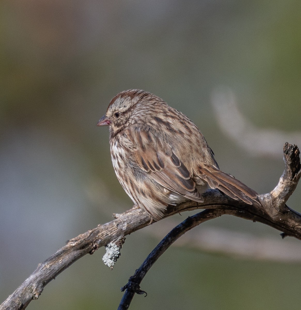 Song Sparrow - ML643649596