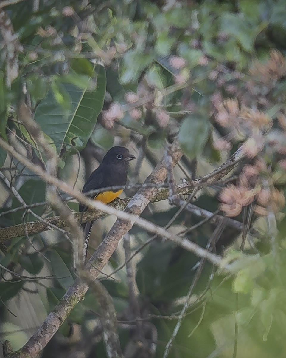 Green-backed Trogon - ML643649602