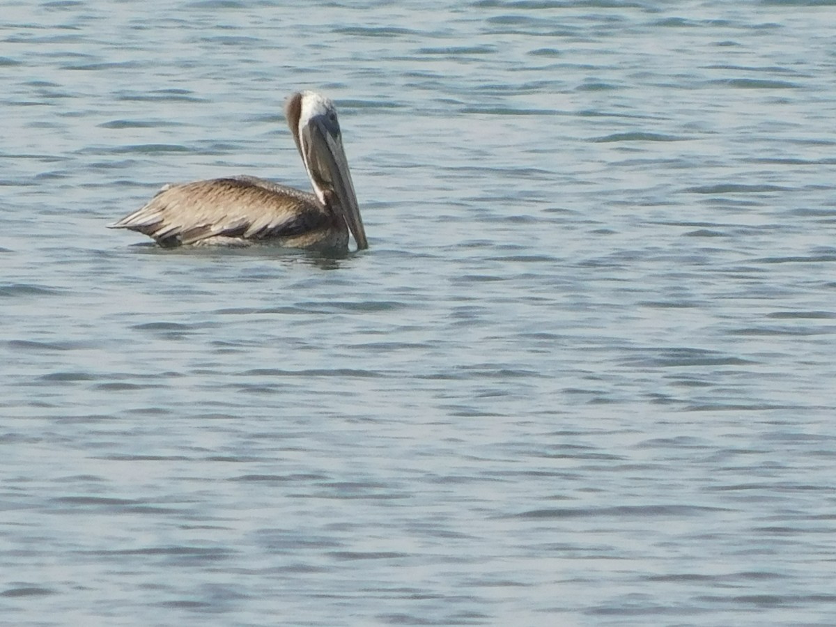 Brown Pelican - ML643649604