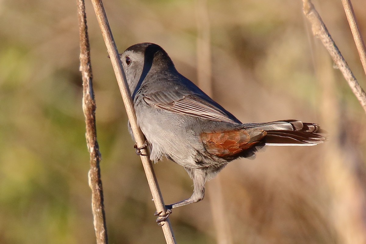 Gray Catbird - ML643649606